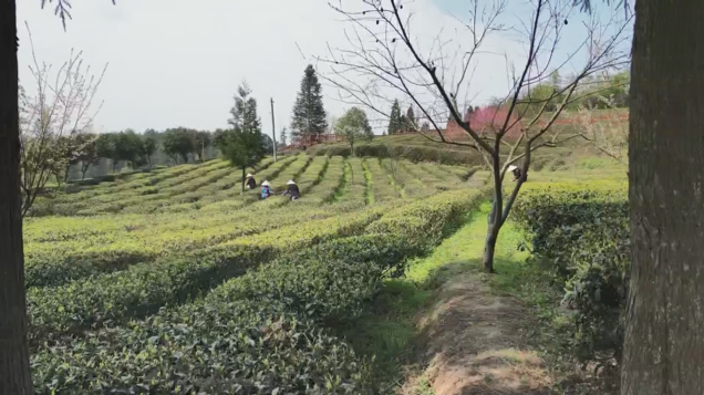 开阳富硒茶采摘期