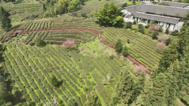 开阳富硒茶采摘期