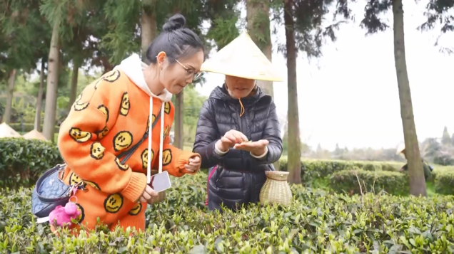 开阳富硒茶采摘期