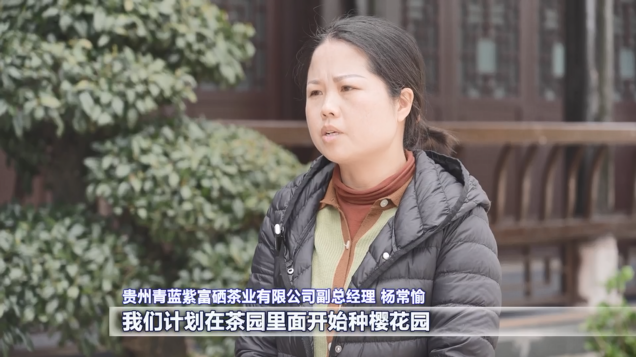 开阳富硒茶采摘期