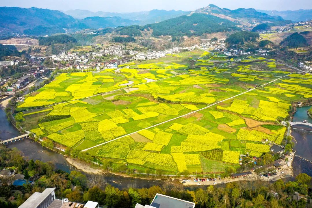 开阳富硒茶采摘期