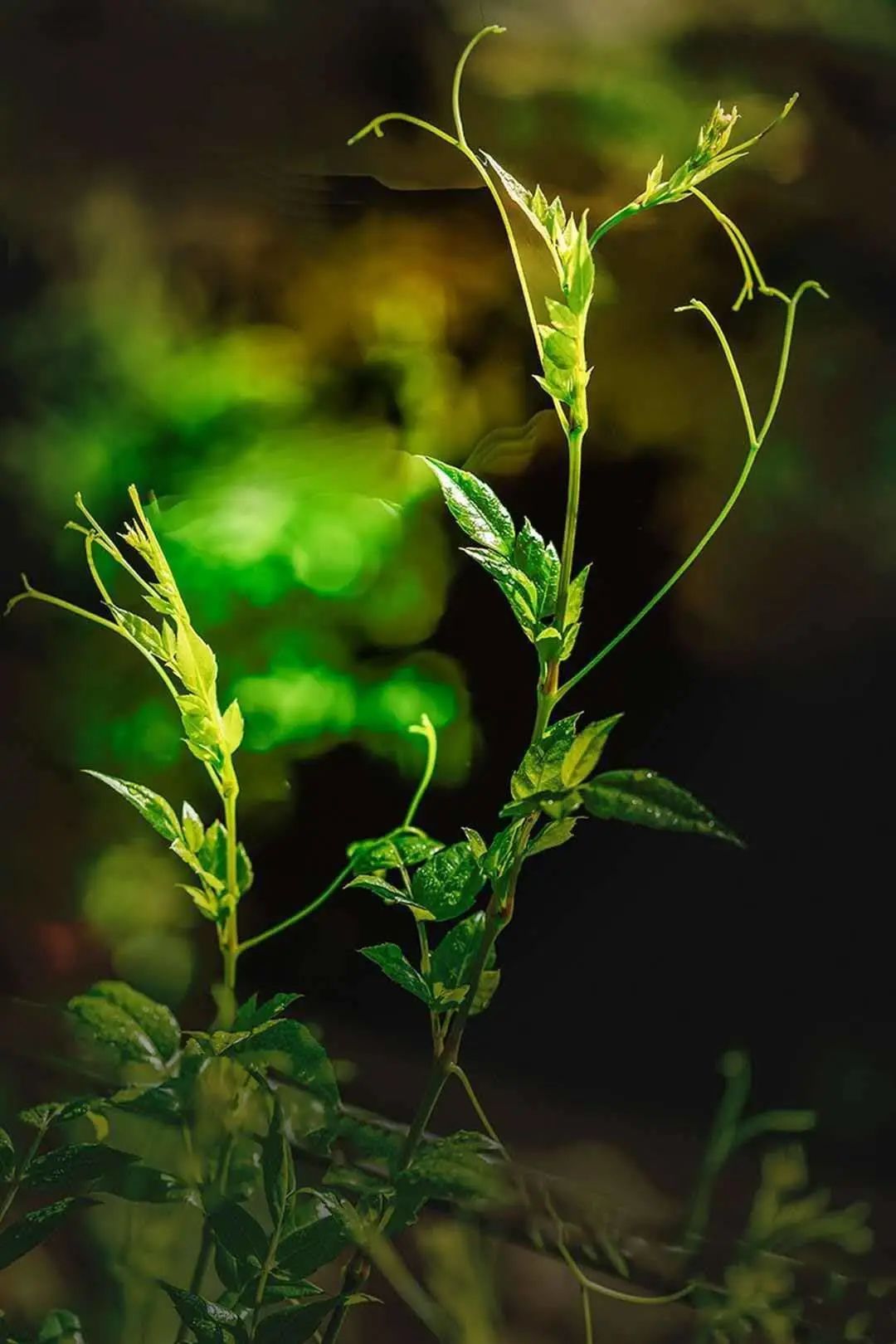 富硒藤茶和神仙草