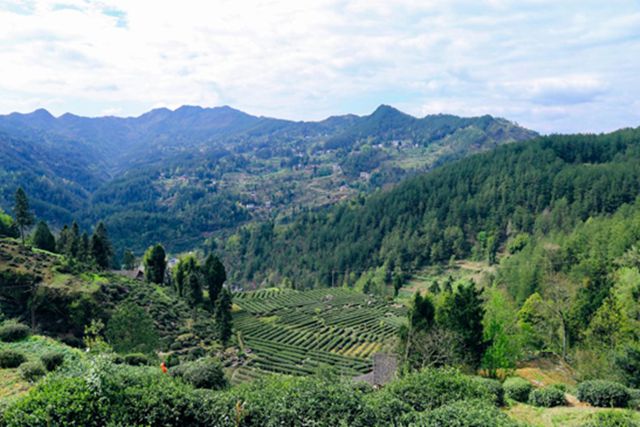 那个地方富硒茶好