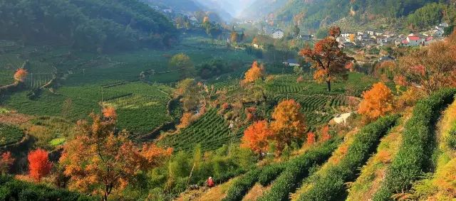 仙寓山石台富硒茶