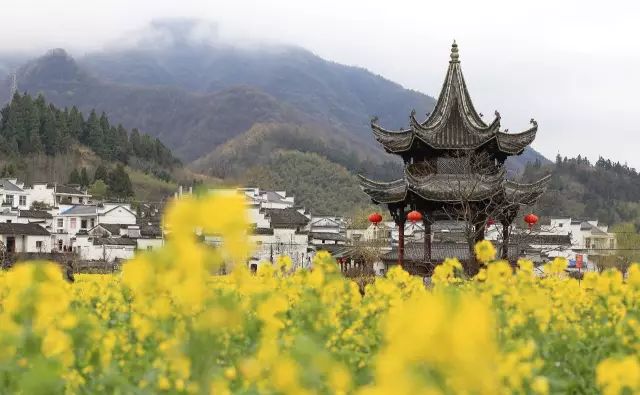 仙寓山石台富硒茶