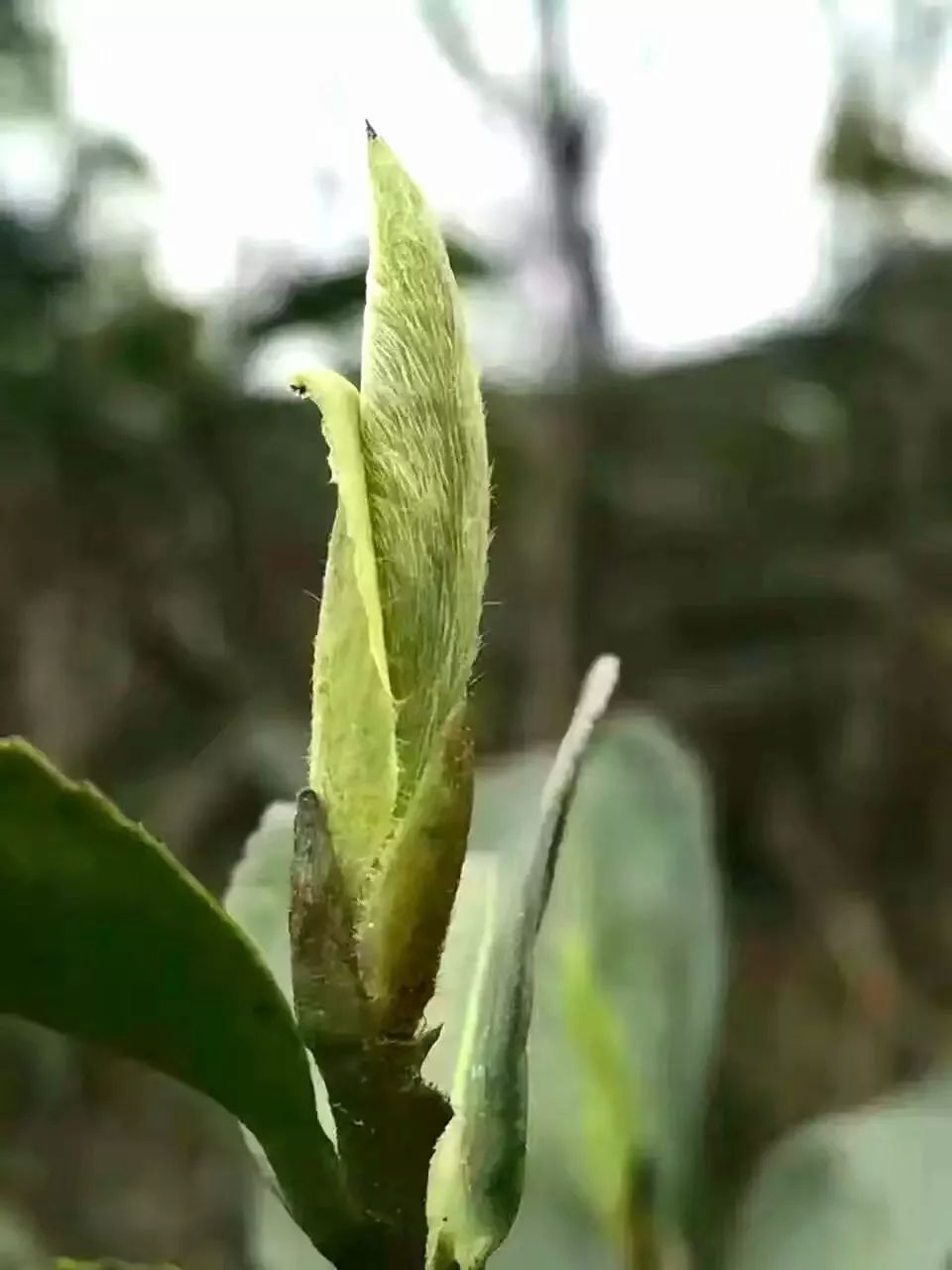 紫阳富硒茶半亩田