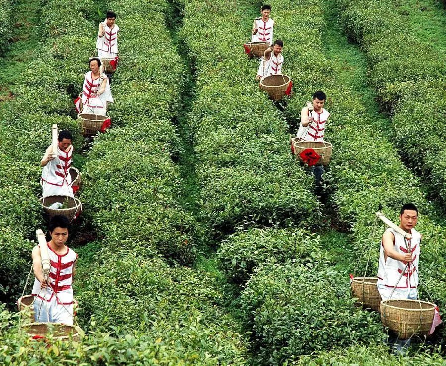 紫阳富硒茶和仙毫