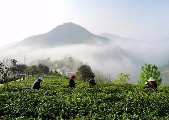紫阳富硒茶和仙毫
