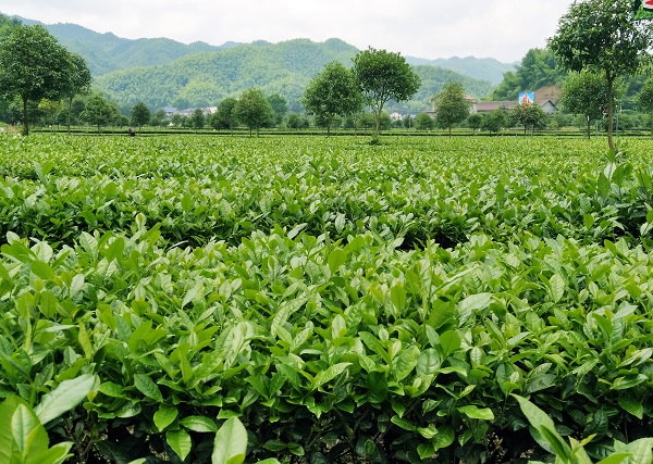 湖南富硒茶供应商