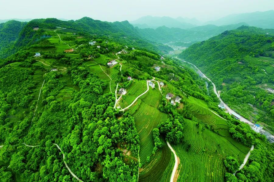 湖北省富硒茶标准
