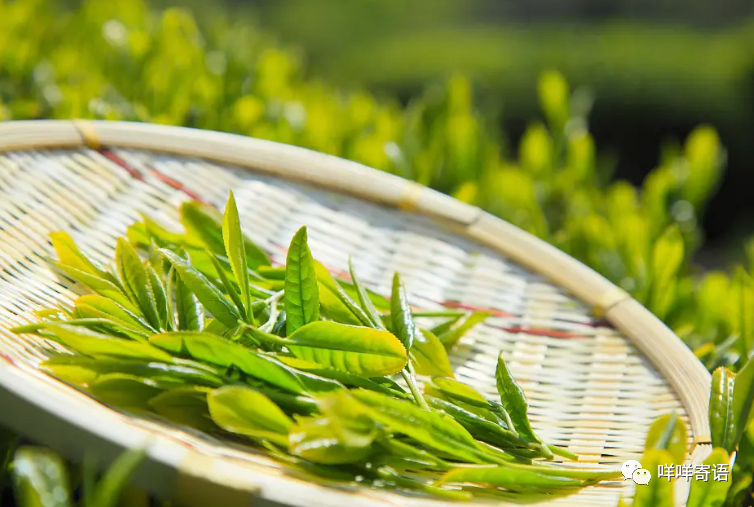 富硒茶过期能喝不