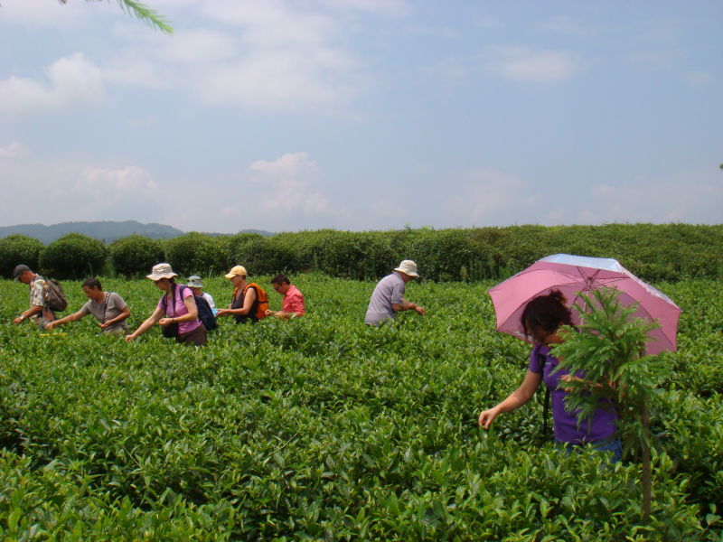 开阳富硒茶多少钱