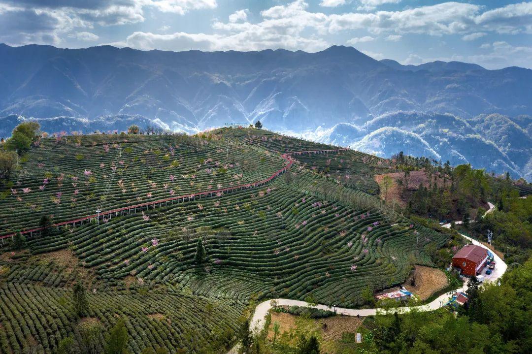 镇巴怡溪春富硒茶