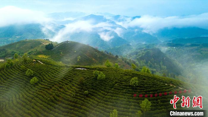 富硒茶咋样好不好（富硒茶口感）-硒宝网