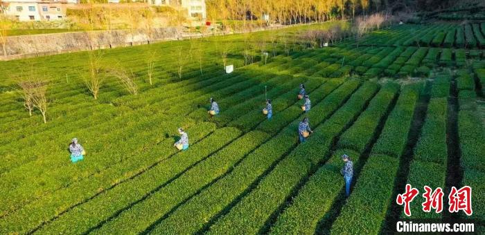 富硒茶咋样好不好