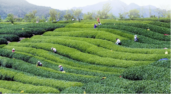 失眠能喝富硒茶吗