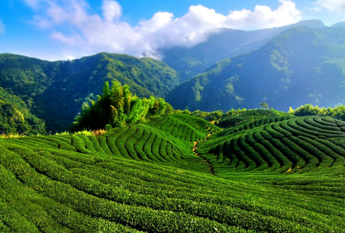 富硒茶对胃有刺激