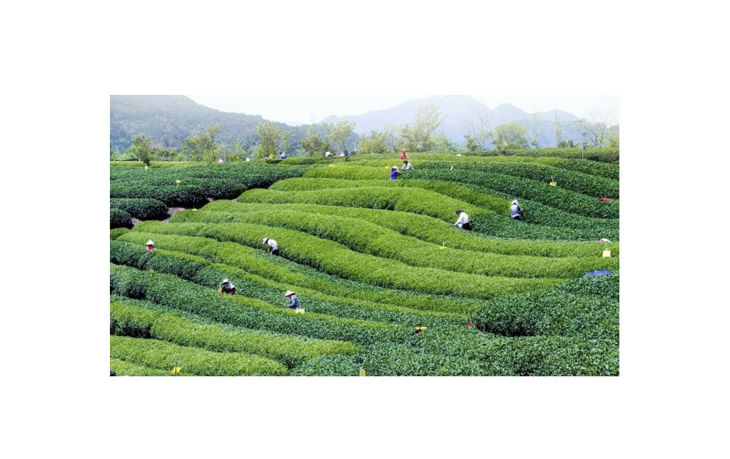 富硒茶对胃有刺激