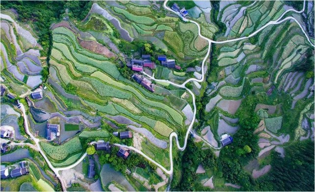 富硒野茶 张家界
