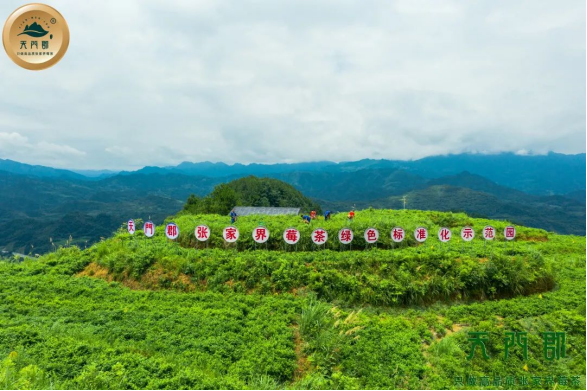 富硒野茶 张家界