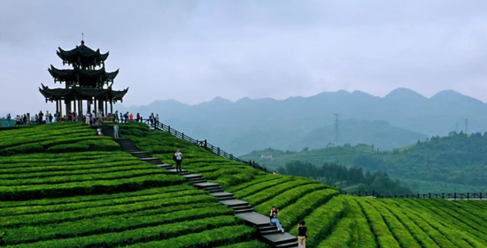 灵秀湖北，茶香万里