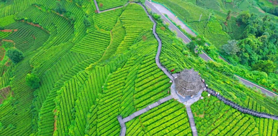 宣恩伍家台贡茶文化旅游区