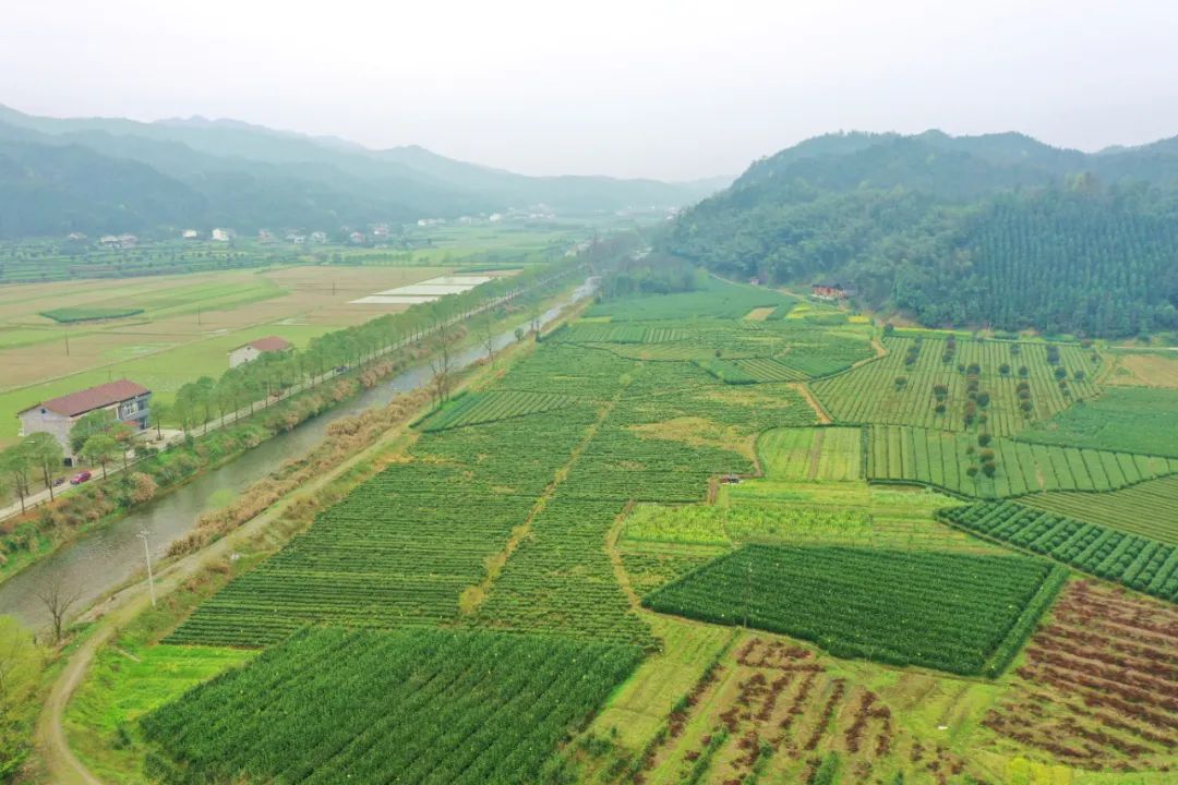 什么地方富硒茶好