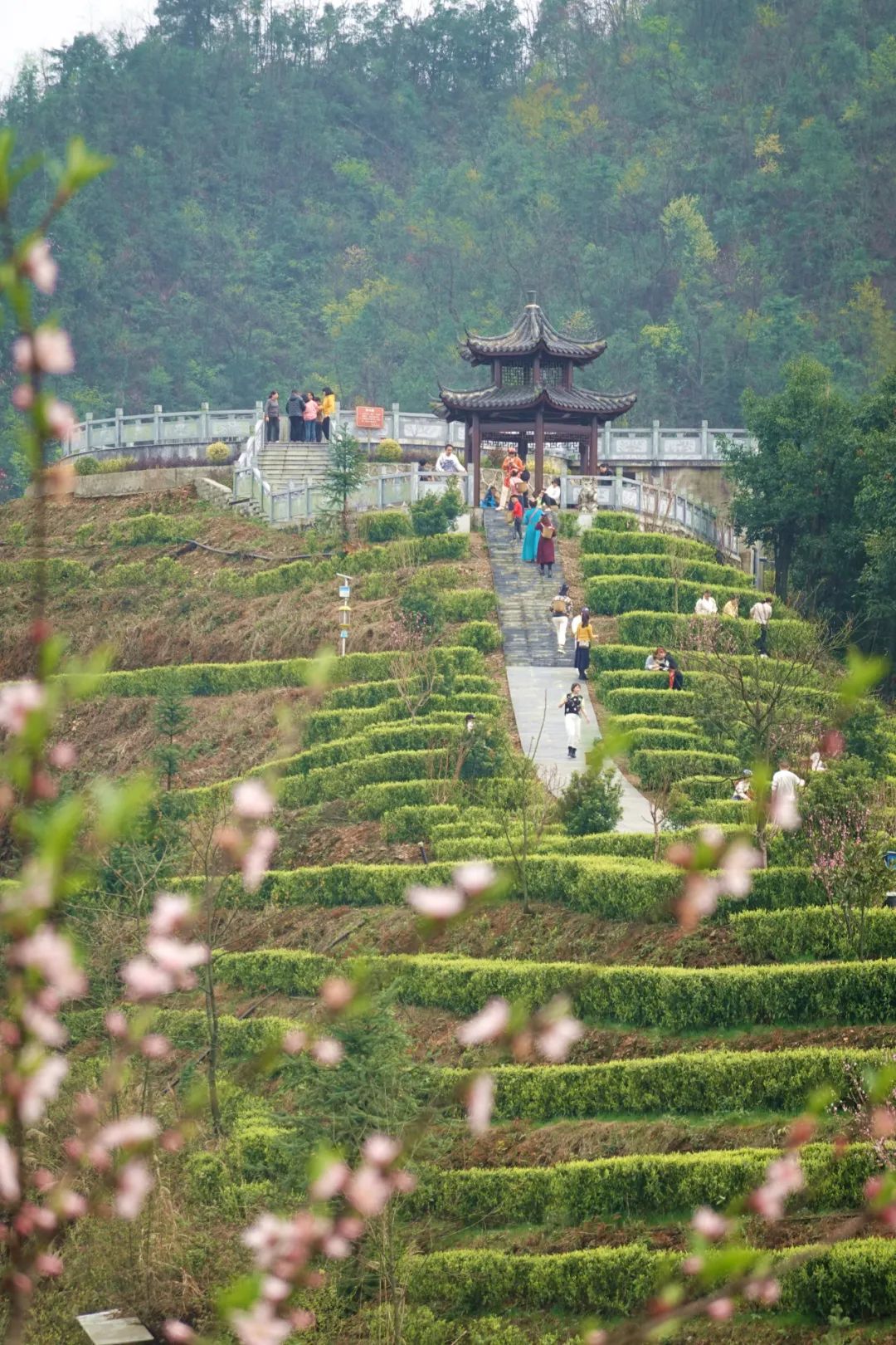 什么地方富硒茶好