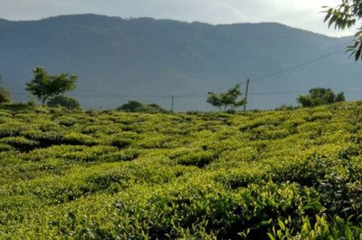 下关普洱茶厂，探索下关普洱茶厂：茶叶制造业的重要地标