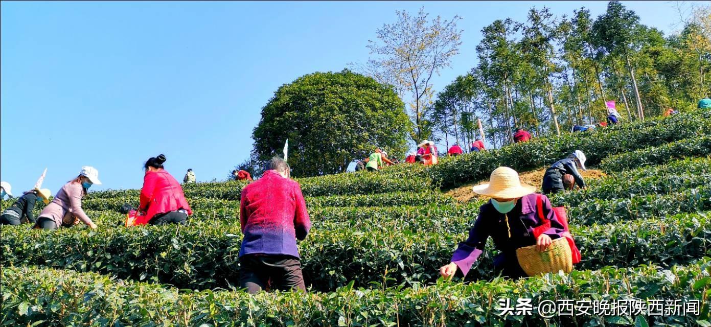 淘宝网陕南富硒茶