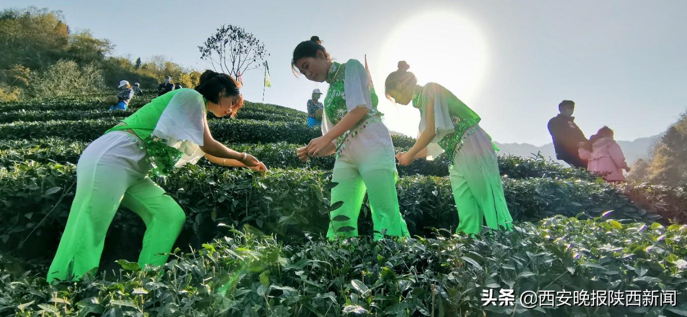 淘宝网陕南富硒茶