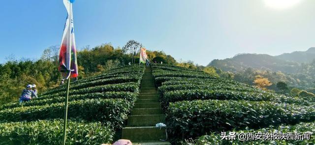 淘宝网陕南富硒茶