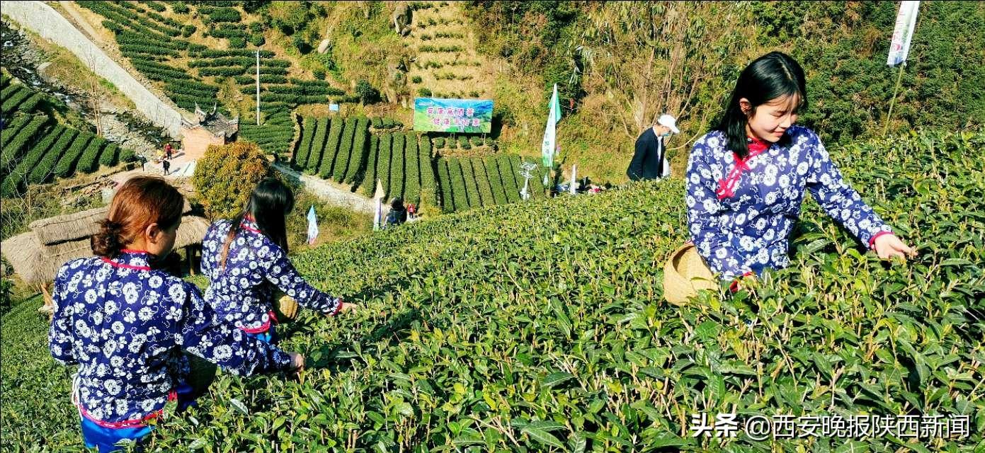 淘宝网陕南富硒茶