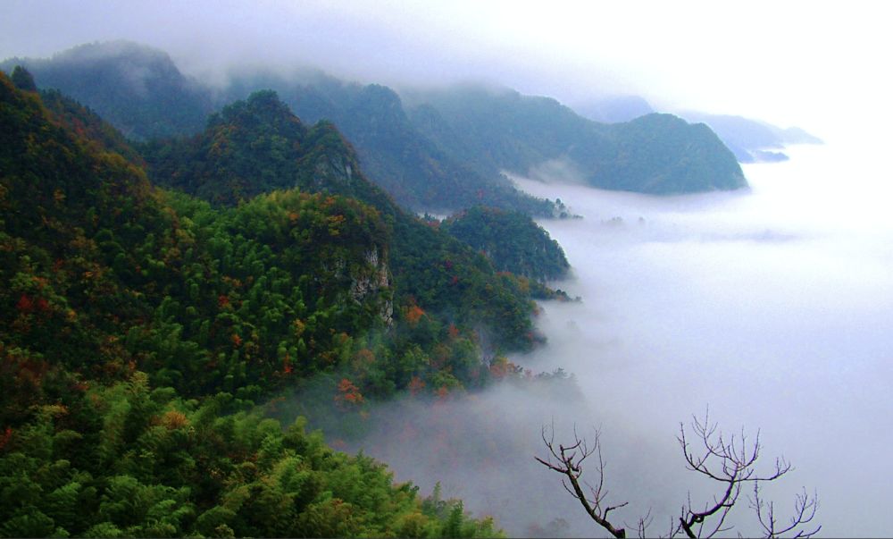 石台仙寓富硒野茶