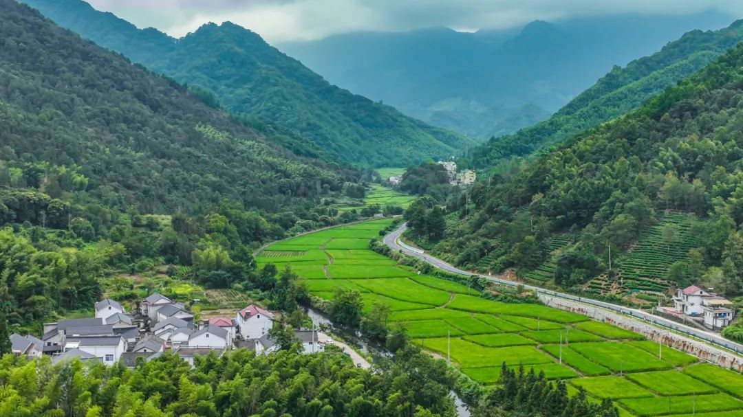 石台仙寓富硒野茶