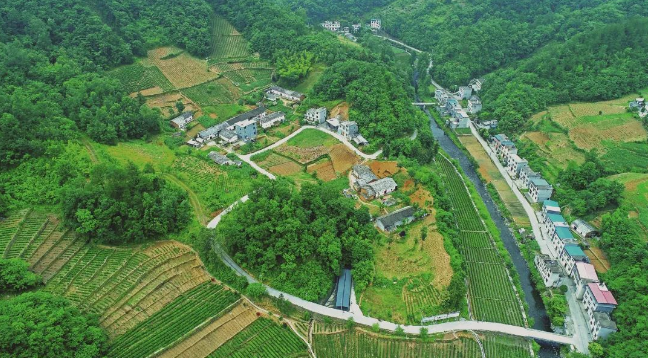 离子富硒茶金三仓