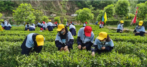 离子富硒茶金三仓