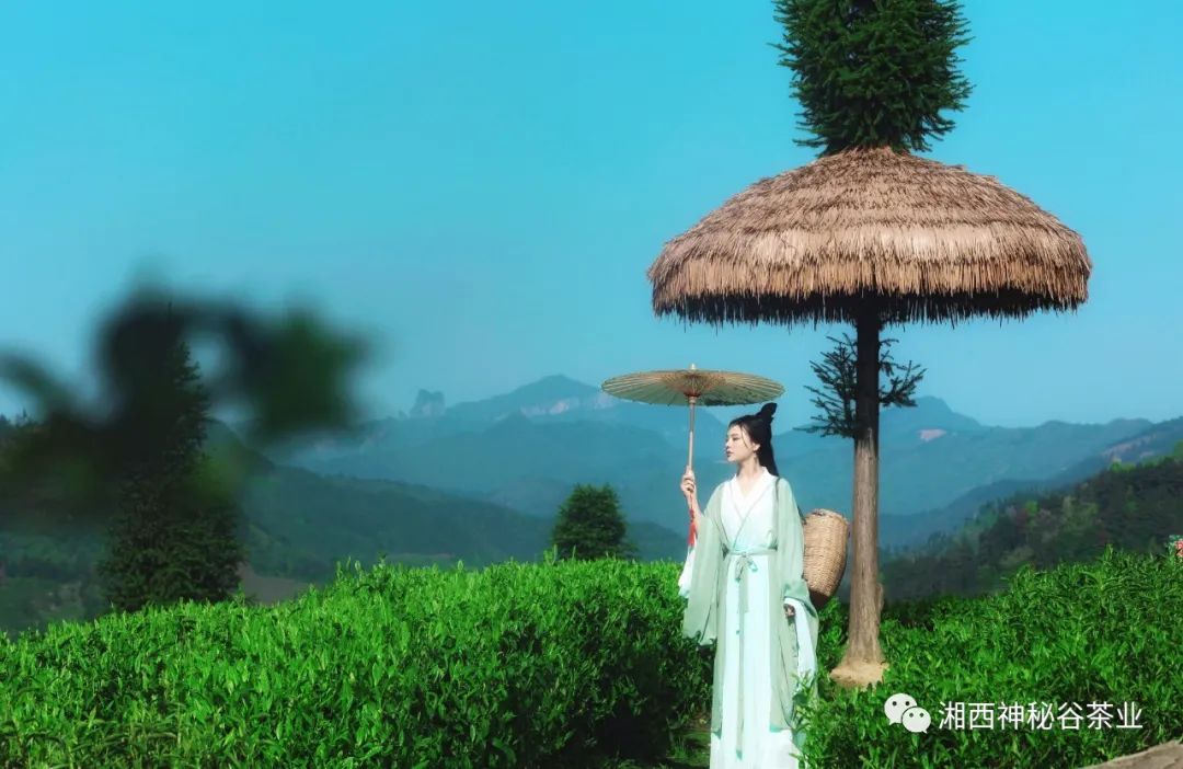 黄金芽和富硒野茶