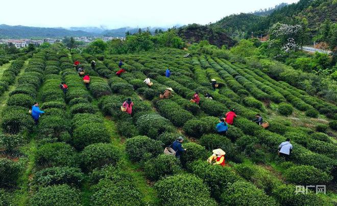 吉安万安富金硒茶