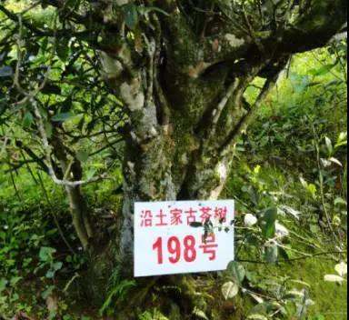大家好！向大家介绍一下，这是我的家乡@沿河 欢迎来耍！