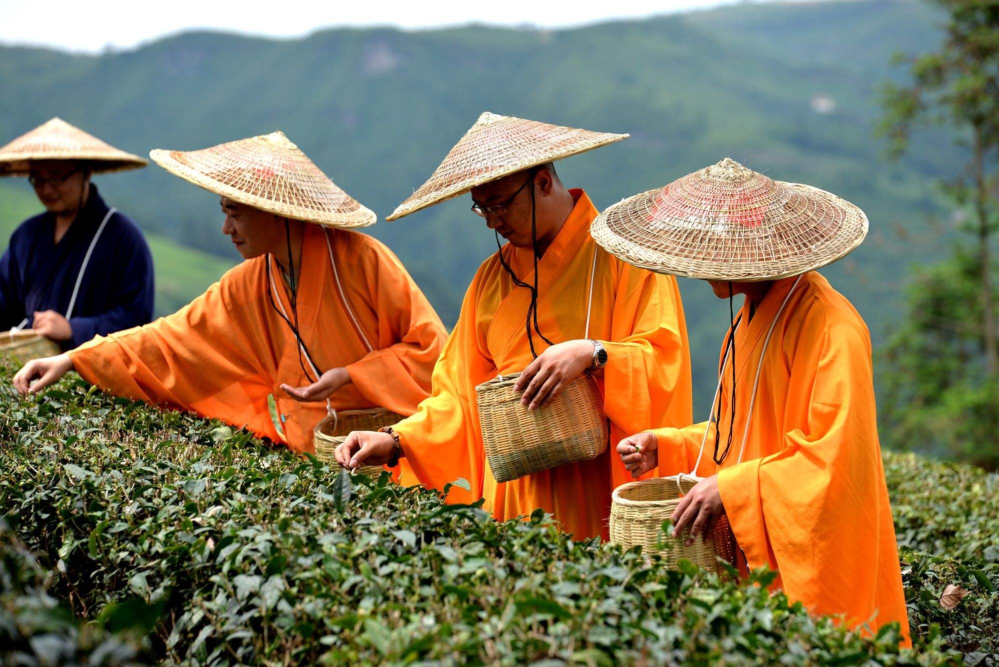 平利县新强富硒茶