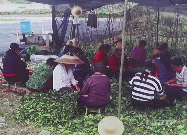 千亩富硒金茶基地