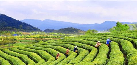 霄园春五队富硒茶