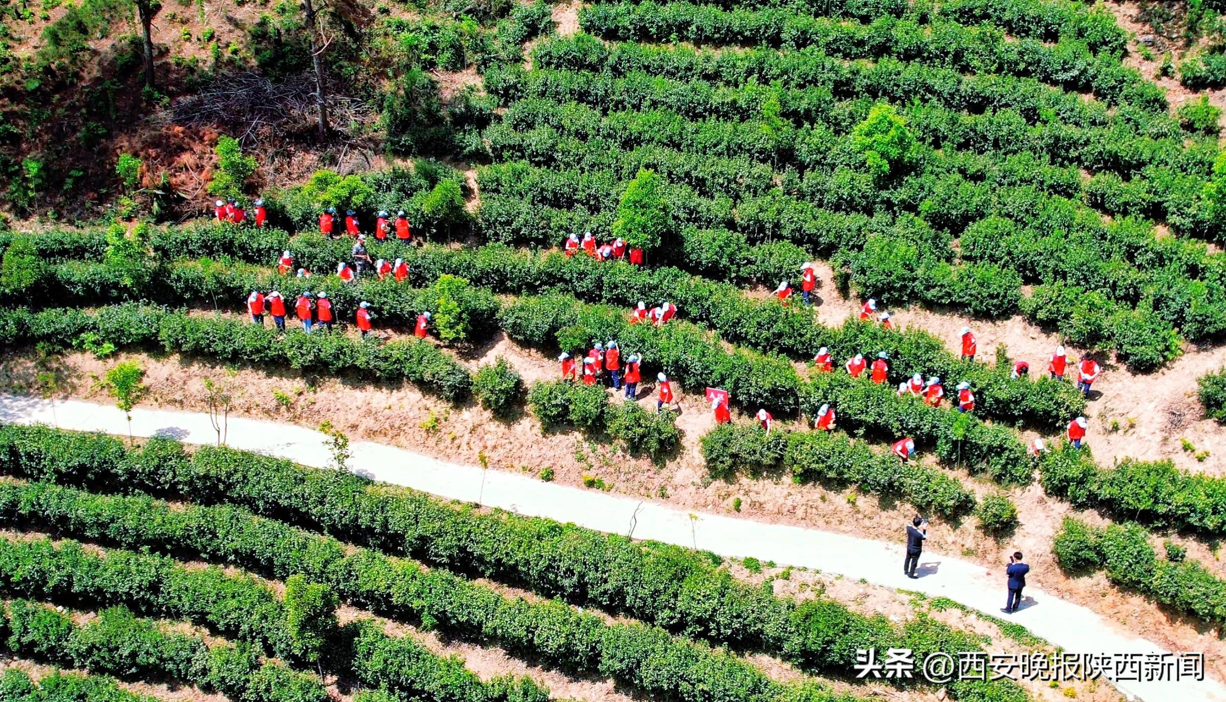 安康富硒茶降三高
