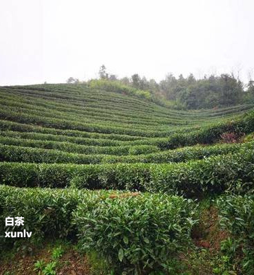 富硒茶泡多长时间(富硒茶用多少度的水冲泡)-硒宝网