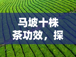 马坡十株茶功效，探秘马坡十株茶的神奇功效