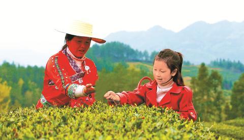 万源是富硒茶基地