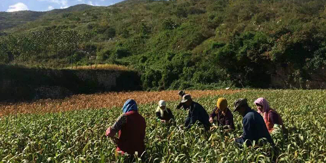 广西农家富硒小米多少钱一袋,小米