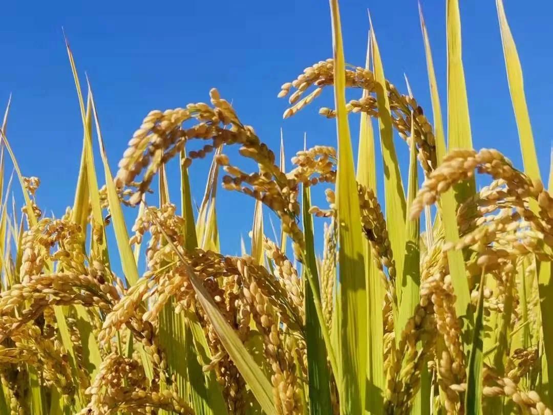 富硒大米 有机硒(大米机富硒硒有什么作用)-硒宝网