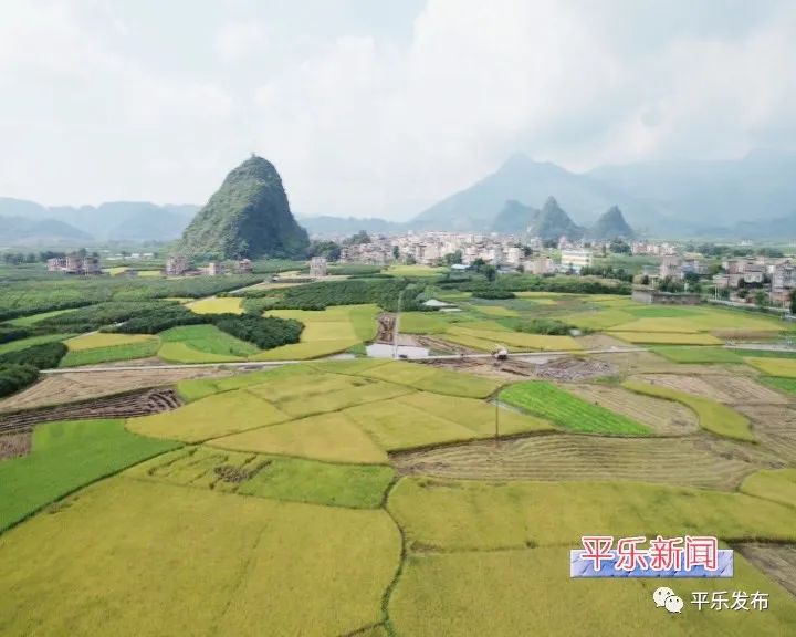 富硒大米生态健康